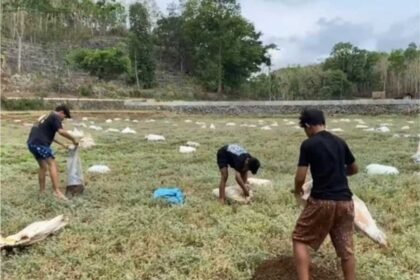 Pemuda di Gunungkidul Perbaiki Telaga yang Rusak Pakai Kotoran Sapi