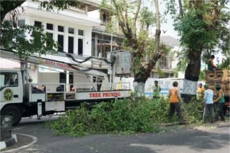 Pemkot Yogyakarta Rutin Pangkas Pohon Rimbun Antisipasi Tumbang
