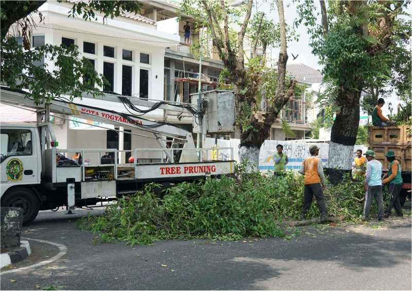 Pemkot Yogyakarta Rutin Pangkas Pohon Rimbun Antisipasi Tumbang